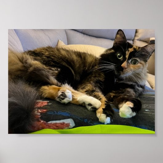 Tortoiseshell Katzenjammer Poster (Vorne)