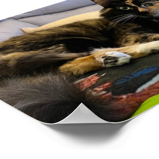 Tortoiseshell Katzenjammer Poster (Ecke)