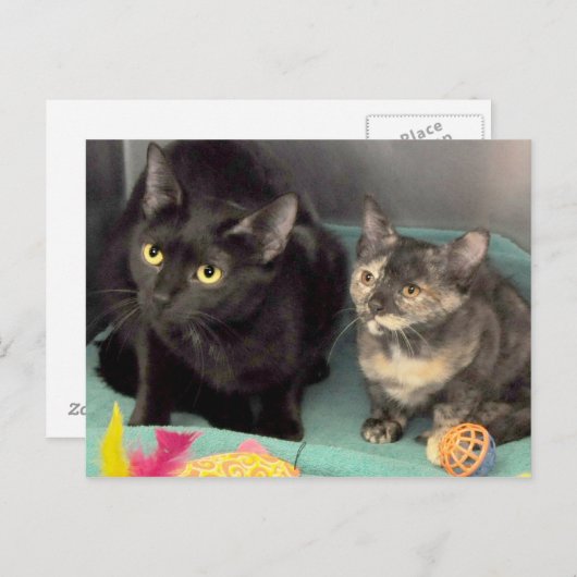 Tortoiseshell Kitten/Black Cat Postkarten (Vorne/Hinten)