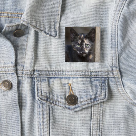 Tortoiseshell Kitten Button (Beispiel)