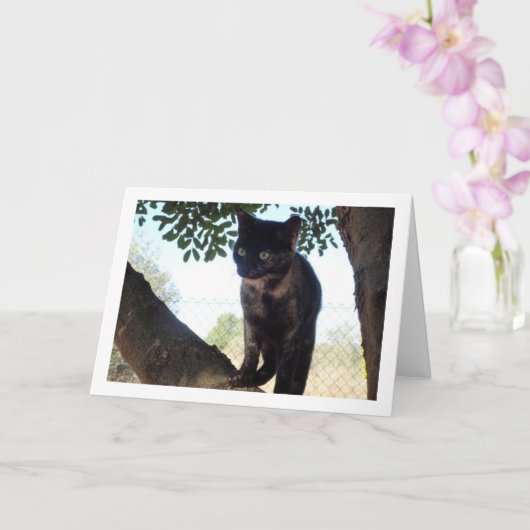 Tortoiseshell Kitten Karte (Orchidee)