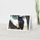 Tortoiseshell Kitten Karte (Vorderseite)