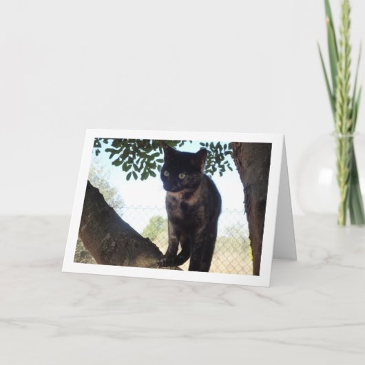 Tortoiseshell Kitten Karte (Vorderseite)