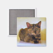 Tortoiseshell Kitten Magnet (Vorderseite/Rückseite)