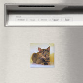 Tortoiseshell Kitten Magnet (In Situ (Geschirrspüler))