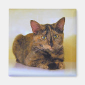 Tortoiseshell Kitten Magnet (Vorne)
