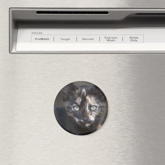 Tortoiseshell Kitten Magnet (In Situ (Geschirrspüler))