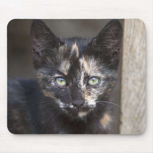 Tortoiseshell Kitten Mousepad (Vorne)