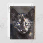 Tortoiseshell Kitten Postkarte (Vorne/Hinten)