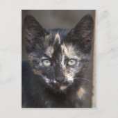 Tortoiseshell Kitten Postkarte (Vorderseite)