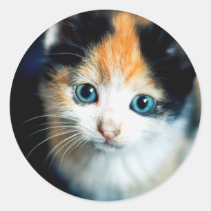 Tortoiseshell Kitten Runder Aufkleber