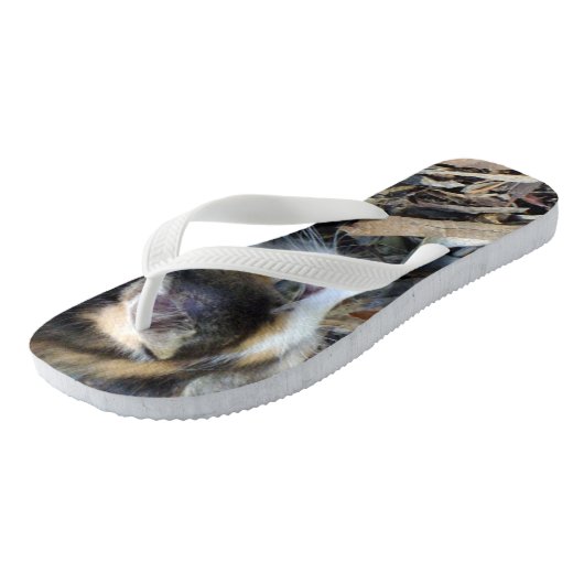 Tortoiseshell Kitten Watching Bugs, Badesandalen (Schrägansicht)