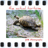 Tortoiseshell Naturfotografie Zweifarbige Tasse