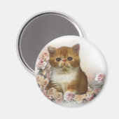 Tortoiseshell Persian Magnet (Vorderseite/Rückseite)