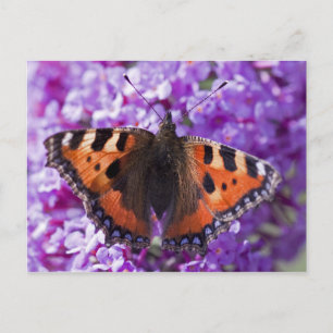 Tortoiseshell Postkarte