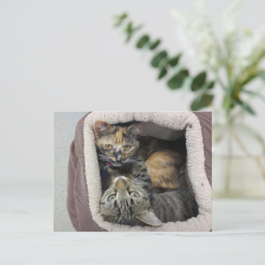 Tortoiseshell & Tabby Katzen Postkarte (Stehend Vorderseite)