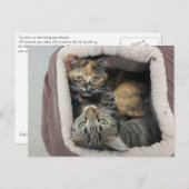 Tortoiseshell & Tabby Katzen Postkarte (Vorne/Hinten)