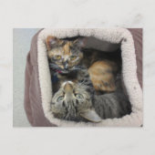 Tortoiseshell & Tabby Katzen Postkarte (Vorderseite)