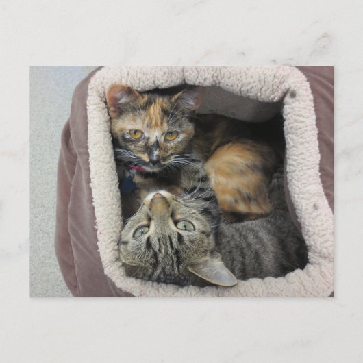 Tortoiseshell & Tabby Katzen Postkarte (Vorderseite)
