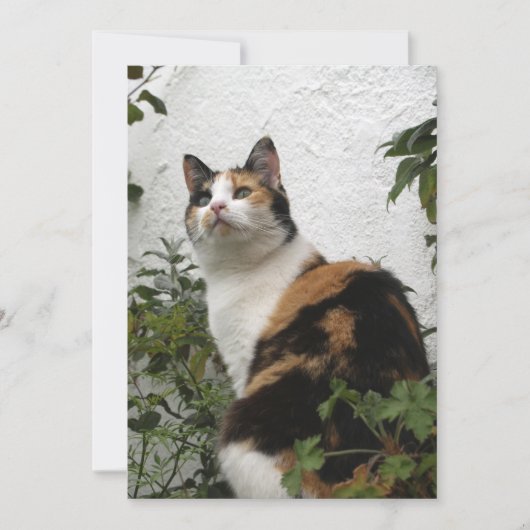 Tortoiseshell und Weiße Katze (Vorderseite)