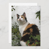 Tortoiseshell und Weiße Katze (Vorne/Hinten)