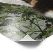 Tortoiseshell und Weiße Katze Fotodruck (Ecke)