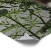 Tortoiseshell und Weiße Katze Poster (Ecke)