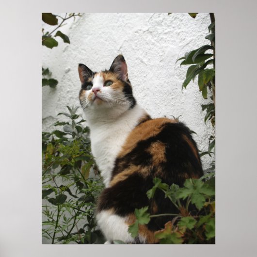 Tortoiseshell und Weiße Katze Poster (Vorne)