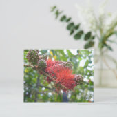 Tortola Blume Postkarte (Stehend Vorderseite)
