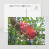 Tortola Blume Postkarte (Vorne/Hinten)