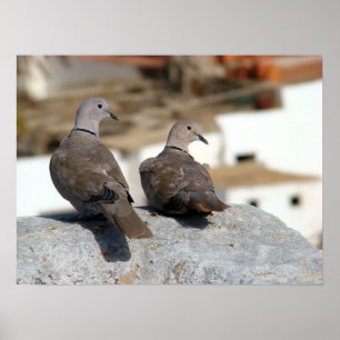 Tórtolas in Betancuria. Fuerteventura_. Poster
