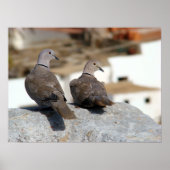 Tórtolas in Betancuria. Fürteventura. Poster (Vorne)