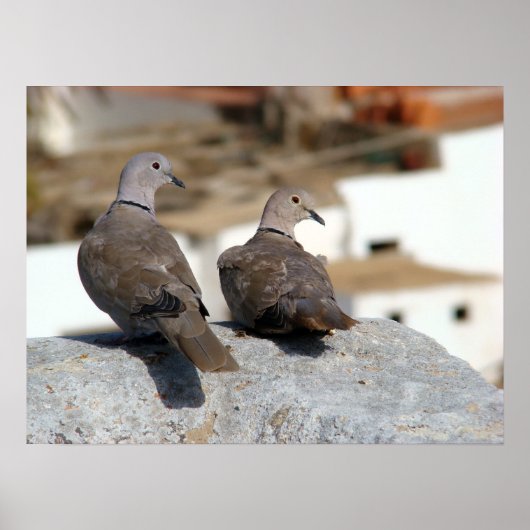 Tórtolas in Betancuria. Fürteventura. Poster (Vorne)