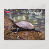 Tortuguero - Gelbbblasser-Schieber Schildkröte Postkarte (Vorderseite)
