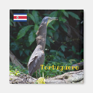 Tortuguero - Nacktkehl-Tigerreiher Magnet