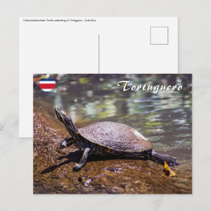 Tortuguero - Schmuckschildkröte Postkarte