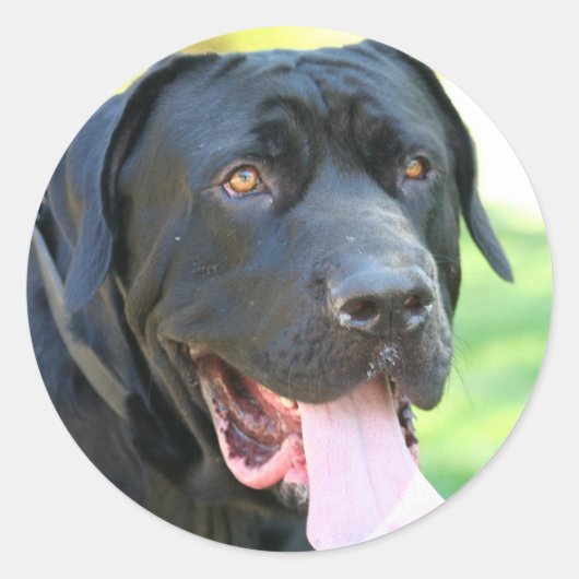 Tosa Inu Dog Runder Aufkleber (Vorderseite)