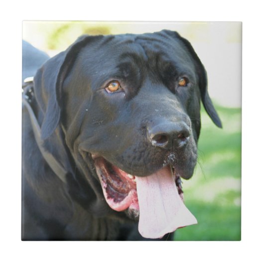 Tosa Inu Hund Fliese (Vorderseite)