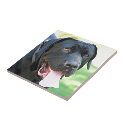 Tosa Inu Hund Fliese (Seite)