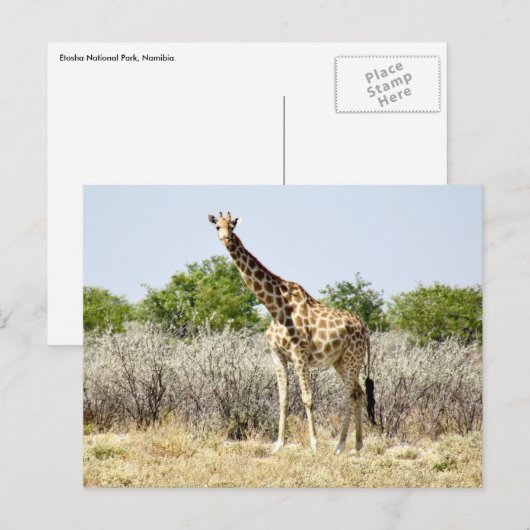 Tosha-Giraffe Postkarte (Vorne/Hinten)