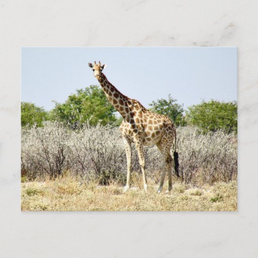 Tosha-Giraffe Postkarte (Vorderseite)