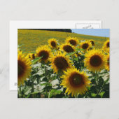 Toskana_Sonnenblumen2 Postkarte (Vorne/Hinten)