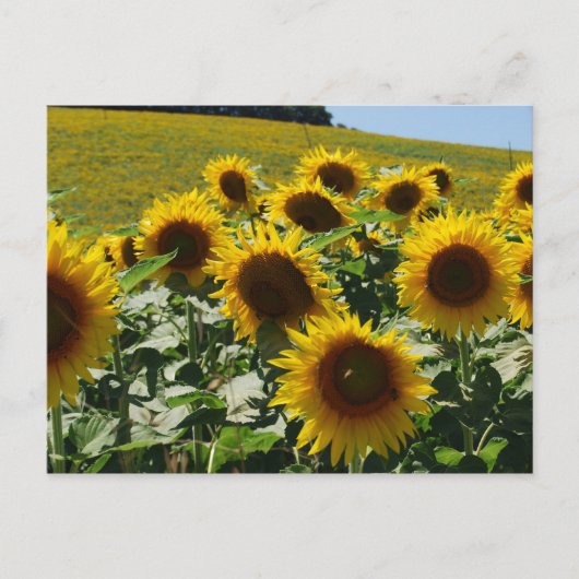 Toskana_Sonnenblumen2 Postkarte (Vorderseite)