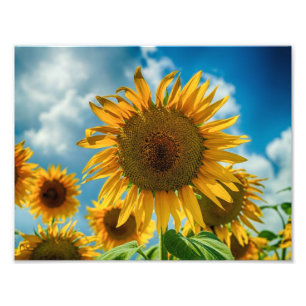 Toskana-Sonnenblumen Fotodruck