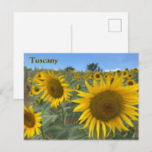 Toskana Sonnenblumen Postkarte (Vorne/Hinten)