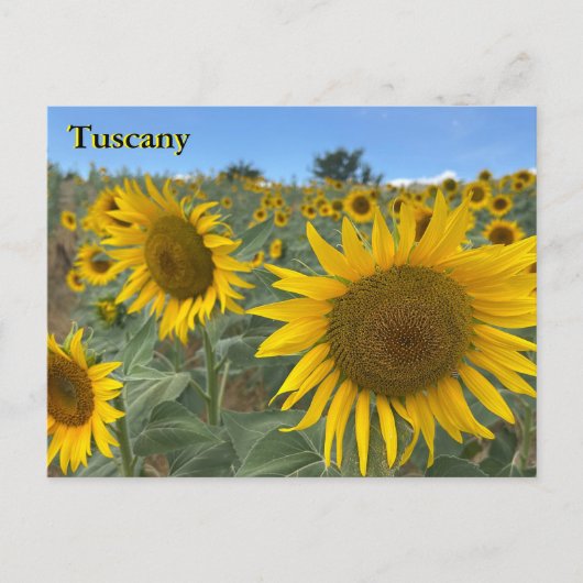 Toskana Sonnenblumen Postkarte (Vorderseite)