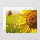 Toskana Sonnenblumen Postkarte (Vorne/Hinten)