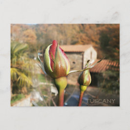 Toskanische HerbstRose. Toskana. Postkarte