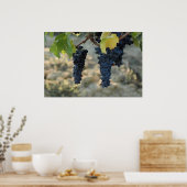 Toskanische Trauben Poster (Küche)