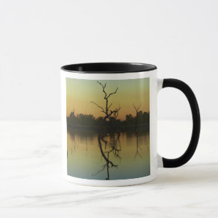 Tote Bäume spiegeln sich in Lily Creek Lagoon, Mor Tasse
